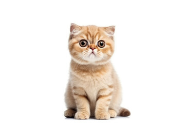 scottish fold cat on isolated background