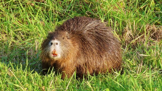 A surprised nutria rodent, also known as a coypu, with wide eyes and open mouth in green grass. also known as a coypu