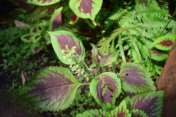 Close-up shot of a vibrant green patch of Coleus plant nestling amongst lush, verdant greenery