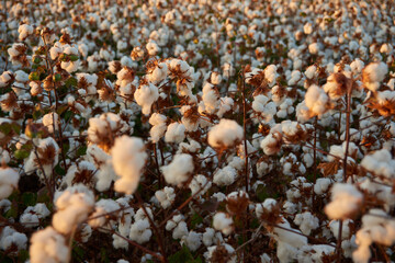 cotton plantation