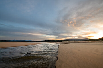 Dolphins swimming upstream in a river at sunrise