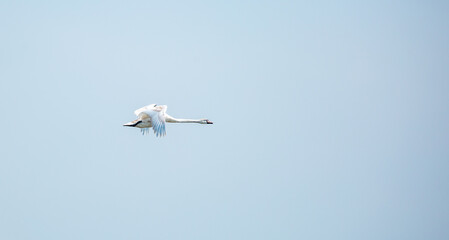 Flying swans in the blue sky. Waterfowl at the nesting site. A flock of swans walks on a blue lake.