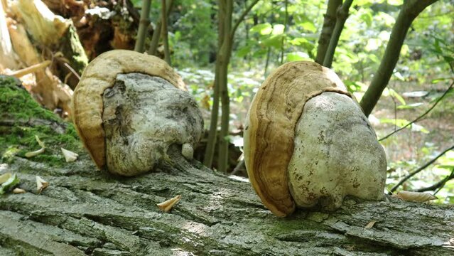 Tinder Fungus on a Fallen Tree in a Forest