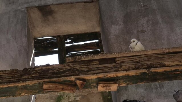 Turtle Doves under a Roof