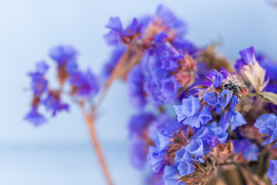 Dry blue flowers macro photo with selective soft focus