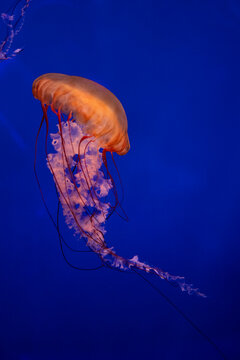 Jellyfish swimming in blue water