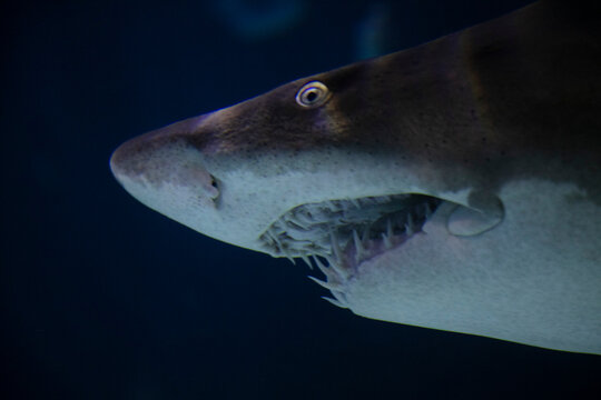 Closeup of shark and its teeth