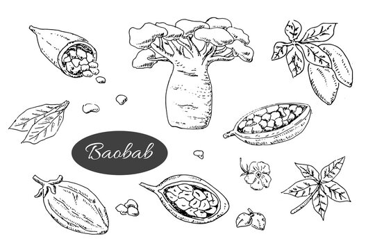 baobab tree and beans, leaves, flower, seeds - set