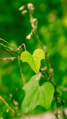 In this captivating image, a single vibrant green leaf takes center stage against a background of blurred foliage. The composition creates a striking visual effect by drawing the viewer's attention to