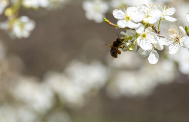 Bee on a flower of the white cherry blossoms. White flowers bloom in the trees. Spring landscape with blooming sakura tree. Beautiful blooming garden on a sunny day. Copy space for text.