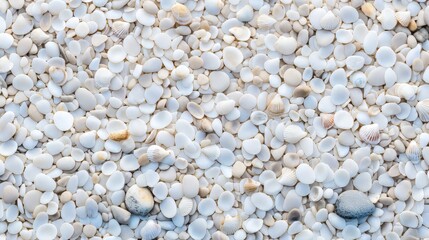 Tiny seashells interlock, forming a mosaic floor texture on the beach.