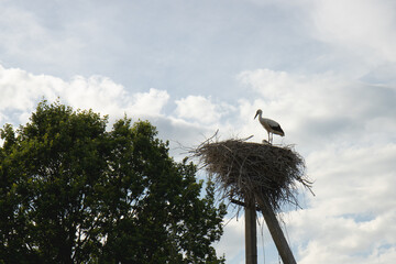 A stork built a nest on a pole. A stork in a nest against the sky. Storks in their nest.