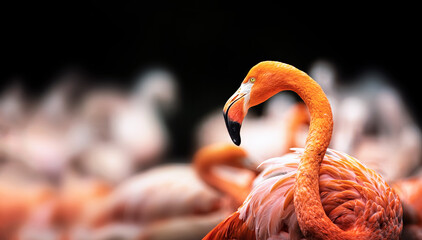 Flamingo bird roams in a large group of others looking for roams in a large group of others looking for food.