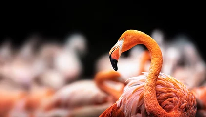 Poster Flamingo bird roams in a large group of others looking for roams in a large group of others looking for food. © Jiří Fejkl