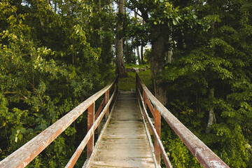 Obraz premium Wooden bridge in the park. A wooden bridge is visible through the green forest. Wooden bridge, across a forest river, in the sunlight.