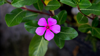 A single stem, gracefully adorned with several exquisite and mesmerizing purple flowers, takes center stage in this captivating photograph. The rich and deep shade of purple exudes an enchanting allur