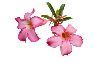 Pink adenium flowers or desert roses isolated on transparent background. PNG transparency