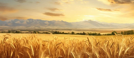 Fotobehang In the summer the light cast a gentle glow over the golden wheat field in Spain where the tall stems of ripe plants were swaying gracefully in the breeze creating a picturesque prairie scen © TheWaterMeloonProjec