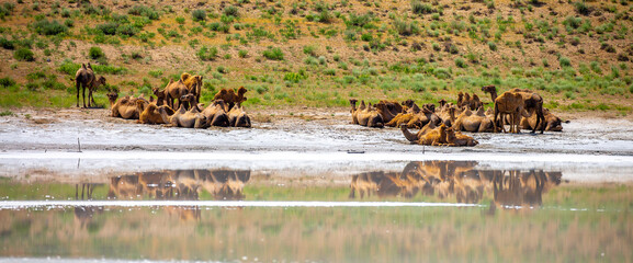 Camel caravan goes through the steppes of Kazakhstan in search of food. Arid desert steppe. The concept of heat and drought.