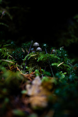 Two Small Mushrooms In The Forest