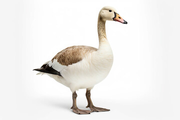 Elegant Profile: A Goose's Portrait,goose isolated on white,goose isolated on white background