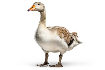 Elegant Profile: A Goose's Portrait,goose isolated on white,goose isolated on white background