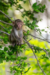 Baby macaque on a tree in the jungle