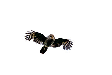 Flying Owl isolated, PNG 