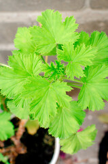 Homemade begonia plant growing in a pot.