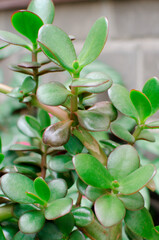 A closeup of jade plant in a pot