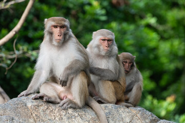 Family of three macaque monkeys