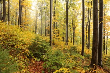 Beech trees in autumn forest on a foggy, rainy weather, Poland. - 675368568