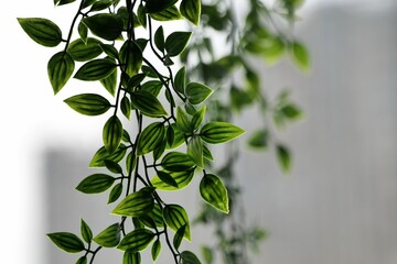 a view of some vines on a glass window sill