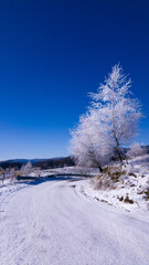 Severe cold in the winter season in the mountains. Trees full of ice from the fierce mountain frost