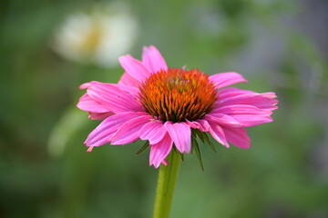 Obraz premium Pink Flower