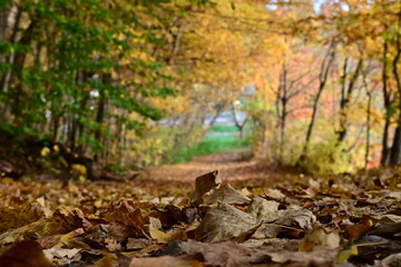 Autumn Leaves