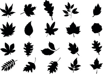 Fototapeta premium Set of different autumn leaves silhouette. Vector illustrations isolated on white background