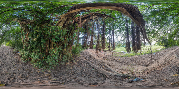 full seamless spherical hdr 360 panorama under a tropical banyan tree in an Indian village in equirectangular projection, ready for VR AR virtual reality