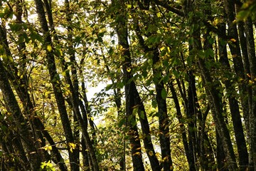 Scenery of a forest with yellow foliage: Autumn foliage concept with tree branches with yellowed leaves and yellow leaves fallen