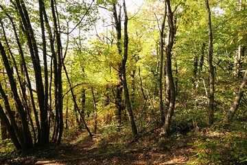 Obraz premium Scenery of a forest with yellow foliage: Autumn foliage concept with tree branches with yellowed leaves and yellow leaves fallen