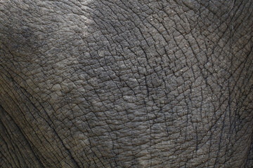 Close up The elephant Skin is big wildlift animal for texture and pattern skin