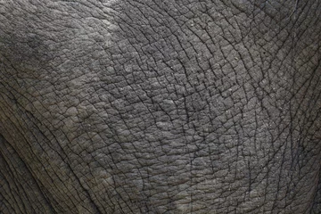 Keuken spatwand met foto Close up The elephant Skin is big wildlift animal for texture and pattern skin © pumppump