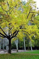 Naklejka premium Scenery of a forest with yellow foliage: Autumn foliage concept with tree branches with yellowed leaves and yellow leaves fallen