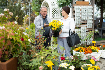  Elderly man and a woman buy a chrysanthemum plant at an open-air market