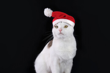 White cat looks at the camera  wearing Santa Claus xmas red cap on a black background. Copy space. Christmas cat. Cat with Santa hat. Xmas. Winter. Merry Christmas. Happy New Year 2024