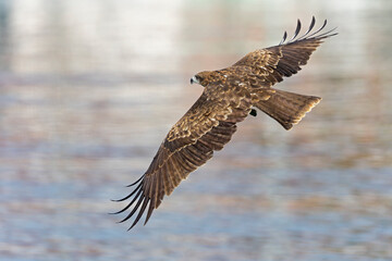 A black-eared kite (Milvus migrans lineatus/formosanus) in flight