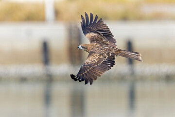 A black-eared kite (Milvus migrans lineatus/formosanus) in flight