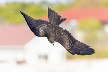 A black-eared kite (Milvus migrans lineatus/formosanus) in flight