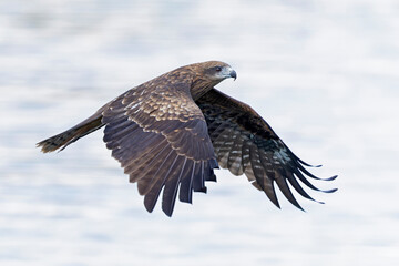 A black-eared kite (Milvus migrans lineatus/formosanus) in flight