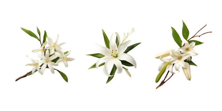 hyperrealistic image of vanilla bean flower plant on white background top down arial view